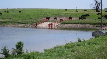 fenced watering access for cattle