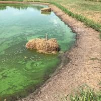 Barley bales mitigation strategy (pond)