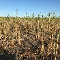 A view of a field that has had a grazed cover crop