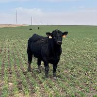 Single cow on newly-planted cover crop for grazing