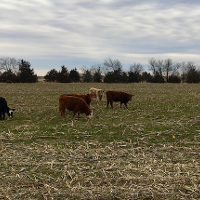 A small group of cattle grazing a cover crop