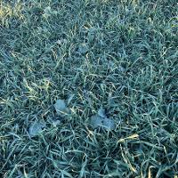 A close up view of a planted cover crop