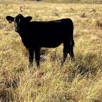 One cow grazing on grassland