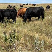 A group of livestock grazing in a pasture