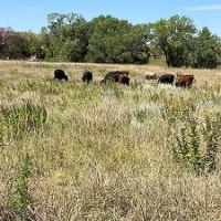 Group of livestock grazing in a grassland pasture