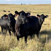 Group of cows grazing on grassland