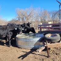 Cattle drink from a watering tank that has ice floating across the top