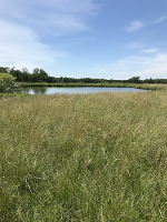A view of a Kansas pond, with tall grassland pictured in the foreground.
