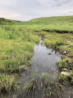 A Kansas stream running through grasslands