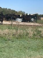 Cattle gather at watering tank