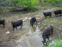 Cattle allowed access to a stream