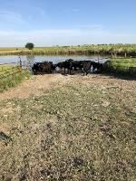 a small livestock herd uses a limited access ramp at a pond