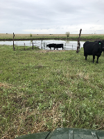 cattle use a limited access ramp at a pond
