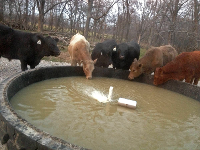 a view of cattle at a tire tank