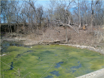 A pond, covered with algae and surrounded by trees with no leaves