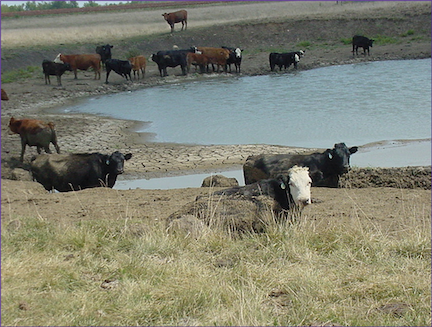 A group of brown and black cattle stand on the shoreline of a small pond