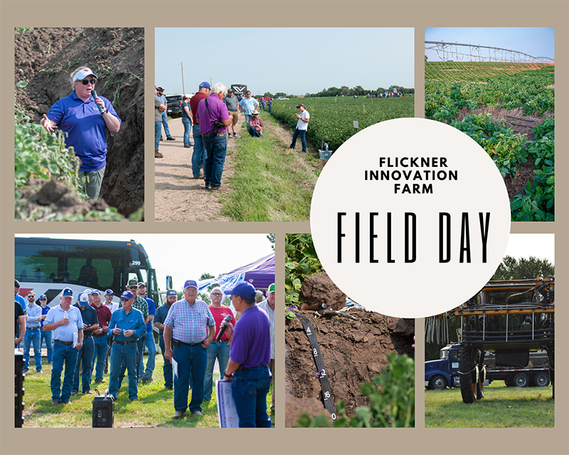 a collage of photos shows different scenes from the Flickner Field Day