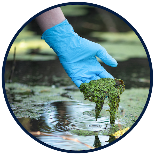 A hand wearing a protective glove is holding pieces of green algae above the surface of the water