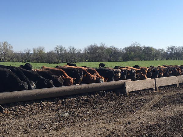 cattle eat from a bunk at a non-confined feeding site