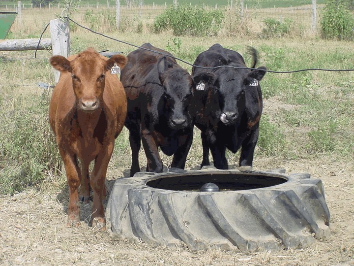 Three cows stand in front of a tire tank filled with water