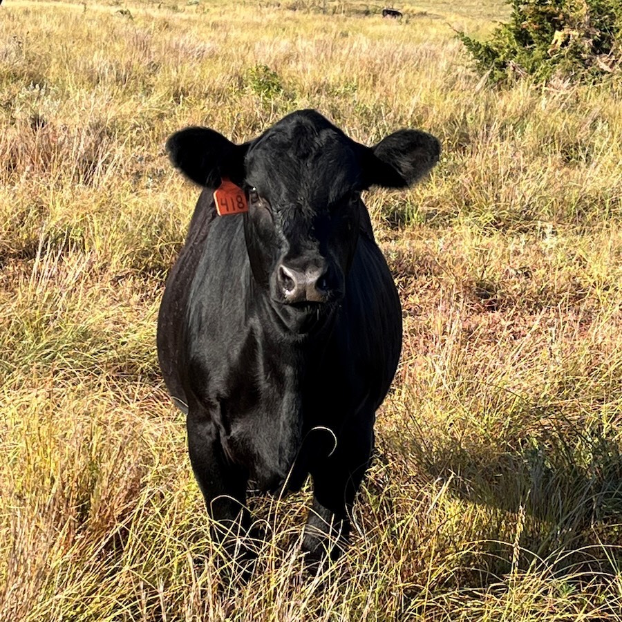 A black cow with a red tag in its left ear and standing in a field of tall grass looks at the camera.