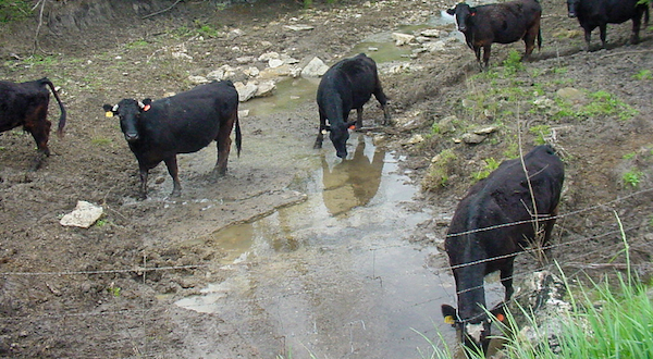 black cows stand in a small stream to drink