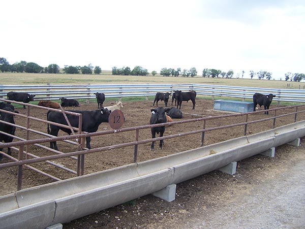 cattle stand behind fences at a confined feeding site
