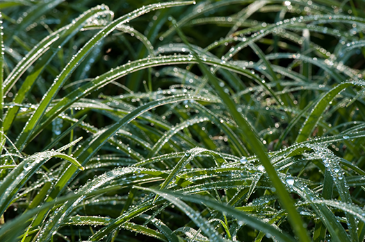 Irrigating Lawns blades of grass with water droplets