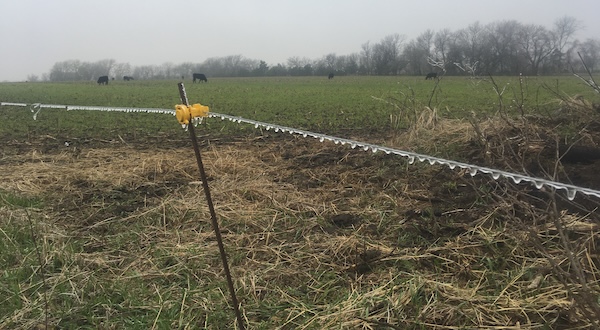 a strand of electric fencing with frozen water, cattle grazing in the background