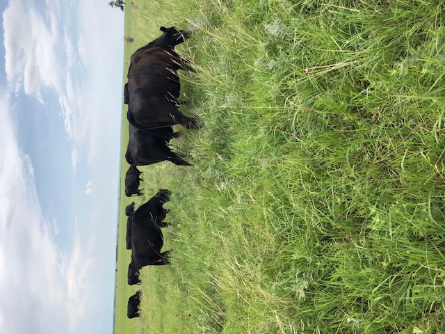 Black cattle on rangeland