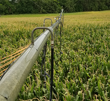 A pivot arm with drip irrigation hoses in a field of tall corn