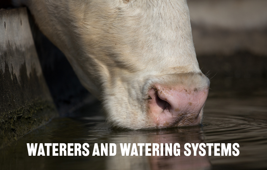 a closeup of a cow's nose while the animal drinks from a pool of water
